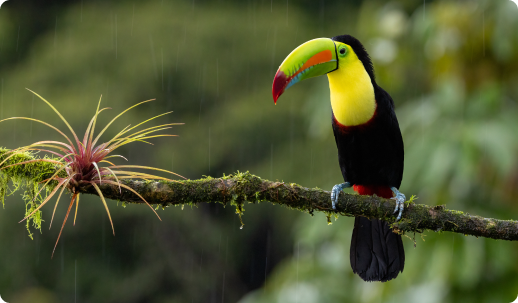 Tucán en un entorno natural protegido