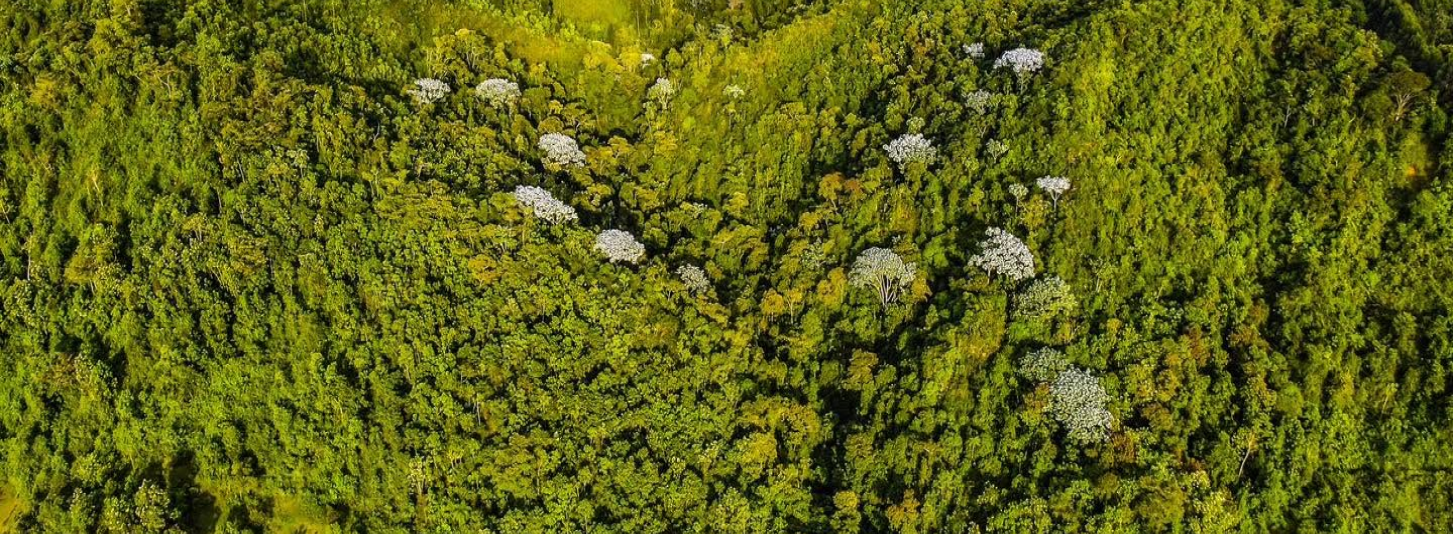 Vista aérea de un bosque y sus corredores naturales