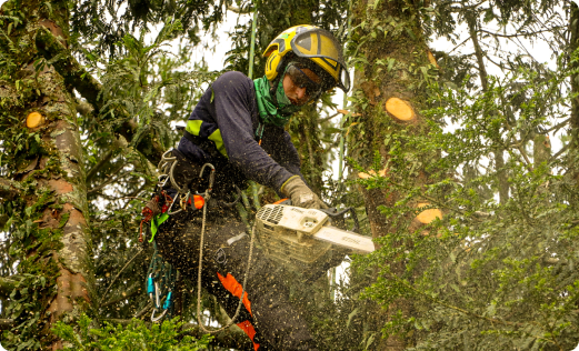 Operario especializado realizando mantenimiento ambiental