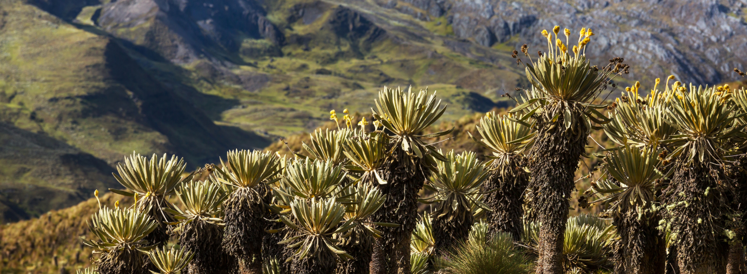 Paisaje de páramo con frailejones y montañas.