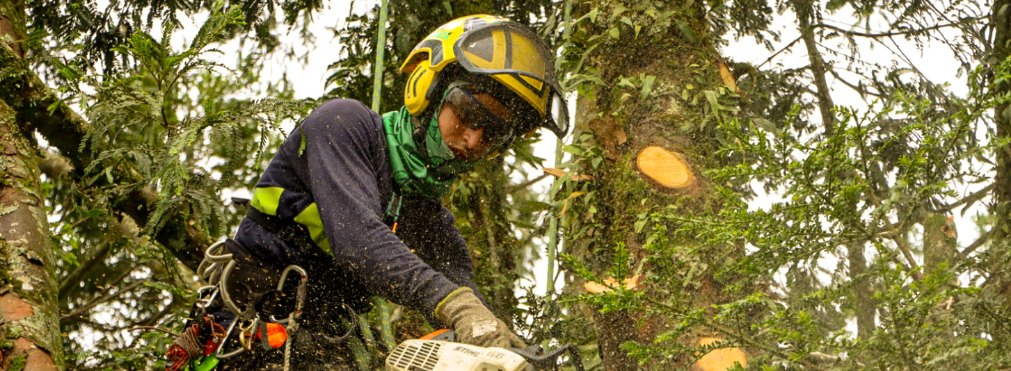 Operario especializado realizando labores de arboricultura en altura.